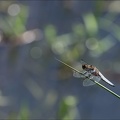 Libellula depressa ♂- 01