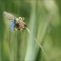 La Turquoise (de la Sarcille) 02