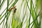 Aeshna mixta émergé-Oves 02