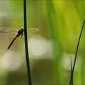 Aeshnea isoceles ♂-oves 15