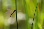 Aeshnea isoceles ♂-oves 15