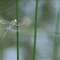 Anax imperator ♂-Oves 04