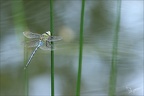 Anax imperator ♂-Oves 04
