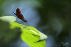 Calopteryx virgo ♂ immature 03