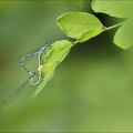 Coenagrion puella   05