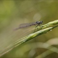 Coenagrion puella 03-05-24 16