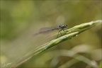 Coenagrion puella 03-05-24 16