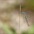 Coenagrion scitulum tandem 01