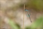 Coenagrion scitulum tandem 01