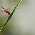 Crocothemis erythraea ♂-Oves 08