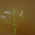 Ischnura elegans tandem