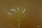 Ischnura elegans tandem