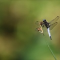Libellula fulva ♂ D 02