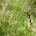 Sympetrum sanguineum  04