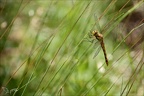 Sympetrum sanguineum  04