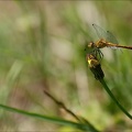 Sympetrum sanguineum ♂ im -B 02
