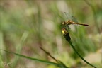 Sympetrum sanguineum ♂ im -B 02