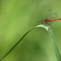 Sympetrum sanguineum ♂-Oves 03