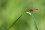 Sympetrum sanguineum ♂-Oves 03