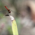 Sympetrum sanguineum ♂-oves 07