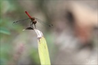 Sympetrum sanguineum ♂-oves 07