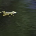 Grenouille verte 02