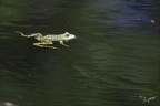 Grenouille verte 02