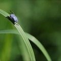 Hoplie bleue 01