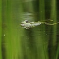 Grenouille verte-Oves 02