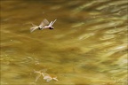 Sympetrum fonscolombii ponte 03