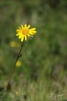 Arnica montana 01