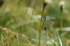 Coenagrion hastulatum 04