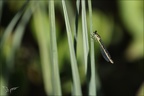 Coenagrion hastulatum 02