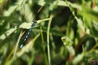 Coenagrion hastulatum 01