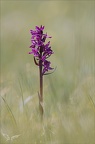 Dactylorhiza fuchsii  02