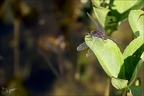 Leucorrhinia dubia- Guichard 36