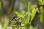 Leucorrhinia dubia- Guichard 05