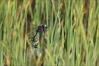 Leucorrhinia dubia- Guichard 59