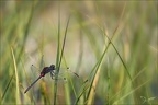 Leucorrhinia dubia- Guichard 55