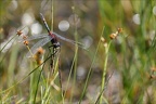 Leucorrhinia dubia- Guichard 51