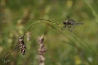 Libellula quadrimaculata 04