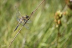 Libellula quadrimaculata 03