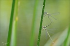 Chalcolestes viridis tandem Ove 01