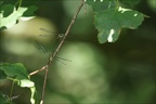 Chalcolestes viridis tandem Ove 04