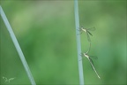 Chalcolestes viridis tandem Ove 03