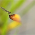Ischnura elegans ♀ teneral-Oves 04
