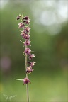 Epipactis atrorubens-Oyo 13