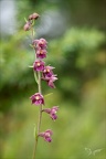 Epipactis atrorubens-Oyo 16