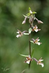 Epipactis palustris-Oyo 01