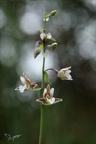 Epipactis palustris-Oyo 11